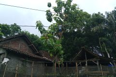 KEPYAKAN-GOTONG-ROYONG-SEDUSUN-11