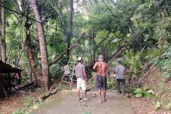 PENANGANAN-POHON-TUMBANG-2