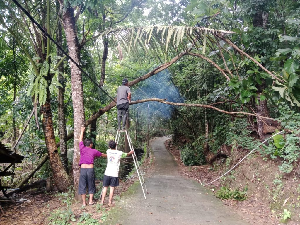 Gerak Cepat Penanganan Pohon Tumbang Akibat Hujan dan Angin Kencang